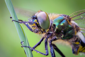A Brilliant Emerald dragonfly (Somatochlora metallica) resting on a plant, sunny day in summer