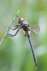 A Brilliant Emerald dragonfly (Somatochlora metallica) resting on a plant, sunny day in summer