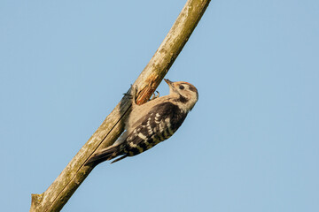 Great spotted woodpecker sitting on a stick in the forest - grote bonte specht