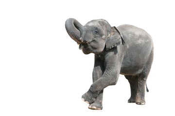 Obraz premium Portrait of a baby elephant on a white background.