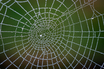 Close-up of dew on a spider's web in the early morning