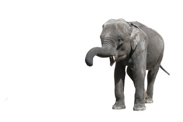 Obraz premium Portrait of a baby elephant on a white background.