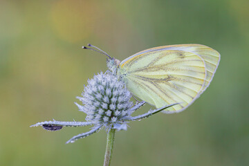 Beautiful butterfly in the morning dew on a flower.