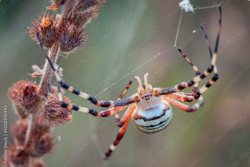 Wall mural argiope bruennichi (wasp spider) on web, invasive species of orb-web spider distributed throughout c