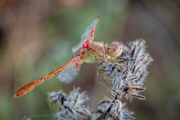 A macro shot capturing a The scarlet dragonfly (Crocothemis erythraea) adorned with morning dew droplets, clinging to a slender twig against a soft green background.