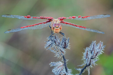 A macro shot capturing a The scarlet dragonfly (Crocothemis erythraea) adorned with morning dew...
