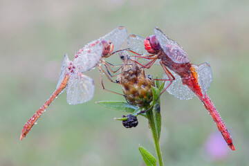 Macro photography, which captures two images of a dragonfly (Crocothemis erythraea), a male and a female decorated with morning dew droplets, Animal love.