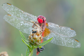 A macro shot capturing a The scarlet dragonfly (Crocothemis erythraea) adorned with morning dew...