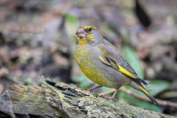 Fototapeta premium The European Greenfinch (Carduelis chloris) sitting on branch. 