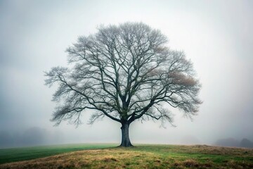 A lone tree stands in a misty forest landscape with grey bark and branches against the pale grey sky, outdoors, environment, natural, misty forest, nature