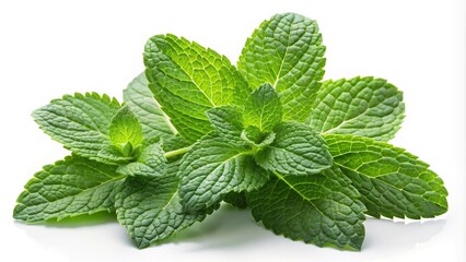 Fresh field mint plant isolated on white background, perfect for culinary and medicinal purposes.
