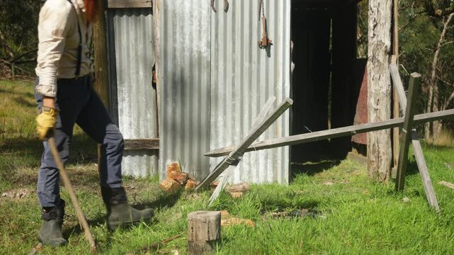 Close up of a historical era pioneer chopping fire wood outside a tin shack in the Australian bush.