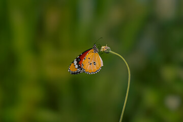 butterfly on a green leaf