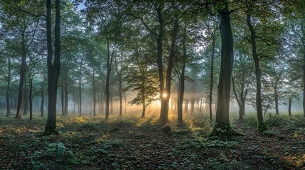 Obraz premium Sunbeams through the Trees in a Misty Forest