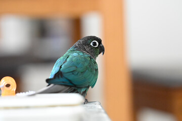 ウロコインコのりんちゃん