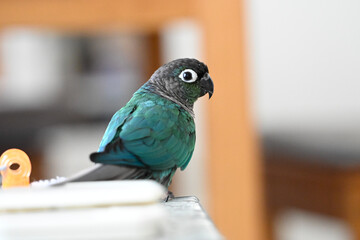 ウロコインコのりんちゃん