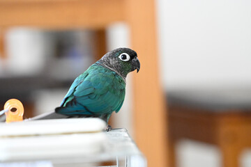 ウロコインコのりんちゃん