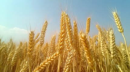 Fototapeta premium Golden Wheat Field