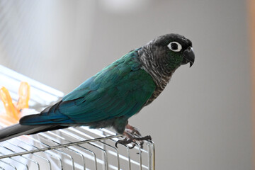 ウロコインコのりんちゃん