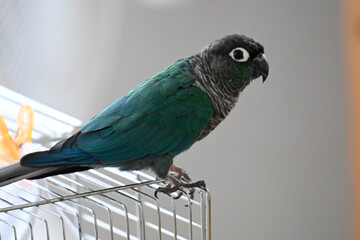 ウロコインコのりんちゃん