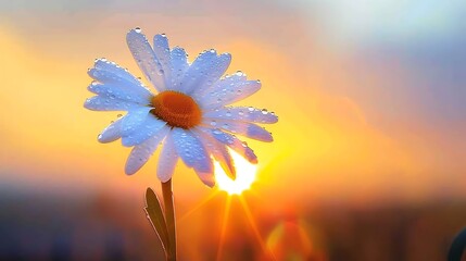 A single daisy with dew drops clinging to its petals, set against a stunning sunrise backdrop.