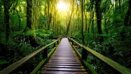Wooden bridge in the rain forest at Doi Inthanon National Park, Chiang Mai, Thailand 