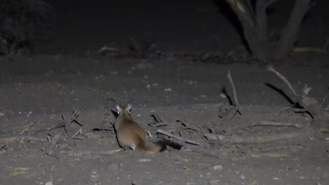  a springhare at nighttime