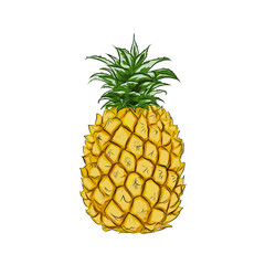 Illustration of ripe yellow pineapple with green leaves without background
