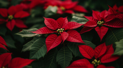 Obraz premium A Beautiful Arrangement of Vibrant Red Poinsettias for Christmas.