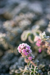 Beautiful thyme in frost on a sunny autumn day