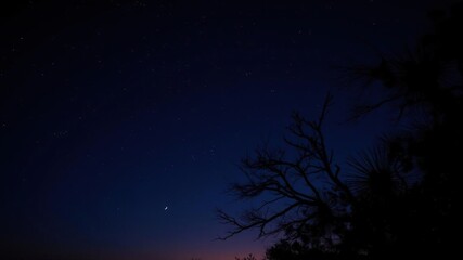 Naklejka premium A majestic tree silhouetted against a starry night sky, beauty, nighttime, stars
