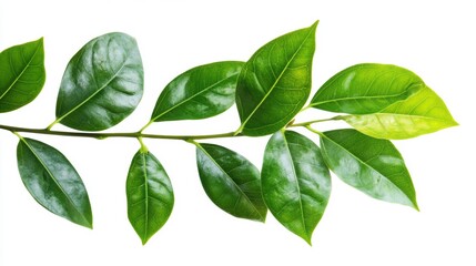 Fototapeta premium Green leaves javanese treebine isolated on white background