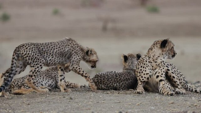 a cheetah cub joining his mother and siblings