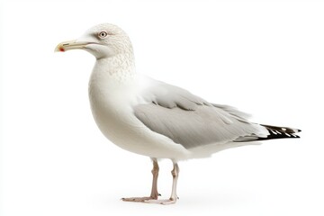 Fototapeta premium Natural white seagull isolated on a white background