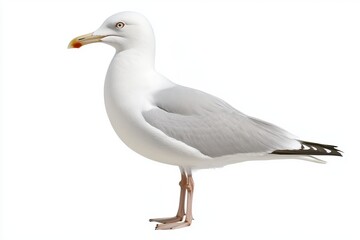Naklejka premium Natural white seagull isolated on a white background