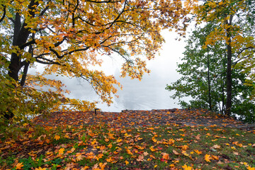 Beautiful, golden colored maple tree growing in the park near lake. Autumn landscape at lakeside with frees in foliage. Seasonal scenery of Northern Europe.
