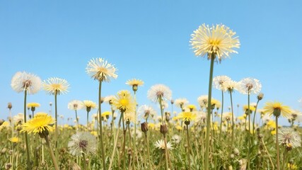 Field of dandelions against a clear blue sky on a sunny day, creating a serene and peaceful scene, beauty, meadow
