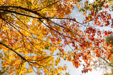 Beautiful golden maple leaves in the branches against blue sky. Sunny autumn day in Latvia. Seasonal scenery of Northern Europe.