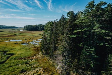 Obraz premium Forest and swamp marsh in nature. Phippsburg, Maine, United States.