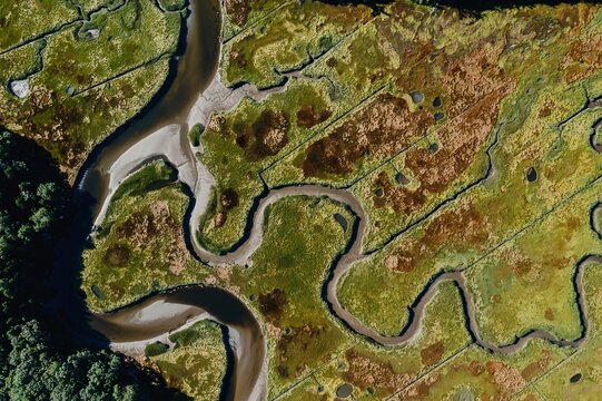 Abstract texture of swamp marsh with winding stream. Phippsburg, Maine, United States.