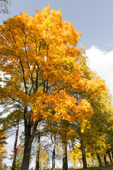 Beautiful colorful autumn foliage in maple tree. Sunny fall day in Latvia. Seasonal scenery of Northern Europe.
