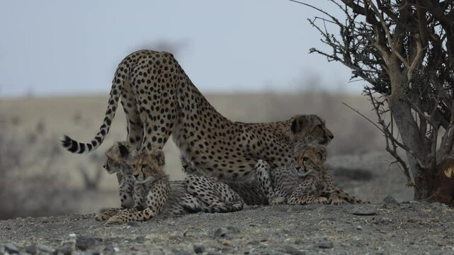  a cheetah family getting ready to move.