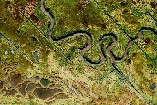 Abstract texture of swamp marsh with winding stream. Phippsburg, Maine, United States.