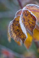 Autumn bright leaves of blackberries in frost