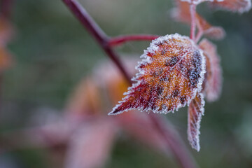 Autumn bright leaves of blackberries in frost