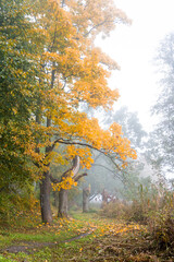 Beautiful autumn landscape in foggy morning at the lake in Latvia. Fall colored trees in the mist. Seasonal scenery of Northern Europe.