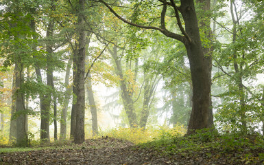 Beautiful autumn landscape in foggy morning at the lake in Latvia. Fall colored trees in the mist. Seasonal scenery of Northern Europe.