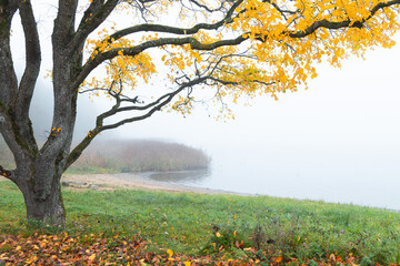 Beautiful autumn landscape in foggy morning at the lake in Latvia. Fall colored trees in the mist. Seasonal scenery of Northern Europe.