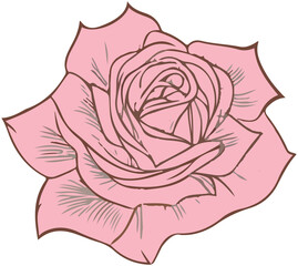 Rose illustration Icon