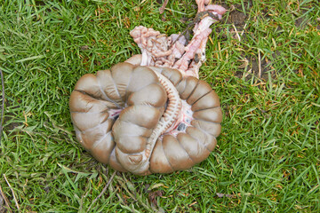 intestines of the rabbit animal, intestines of a hare on the grass, intestines of an animal after...